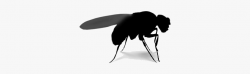 Cartoon Fruit Fly Silhouette Png - Net-winged Insects ...