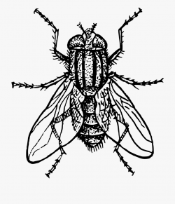 Drawing Black And White For Free - House Fly Clip Art ...