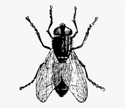 Black Horse Fly Png Clipart - Fly Clipart Black And White ...