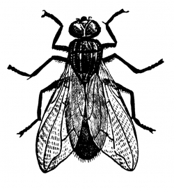Fly Clipart Etc in 2019 | Clip art, Black, white, Insects