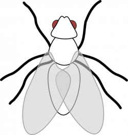 Free Fly Cliparts, Download Free Clip Art, Free Clip Art on ...