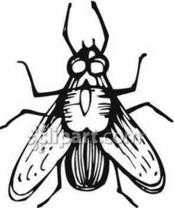 Fly Clipart Black And White | Clipart Panda - Free Clipart ...