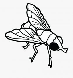 Free Clipart Of A Fly - House Fly Clipart Black And White ...