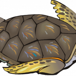 Sea Turtle Clipart food clipart | house clipart online download