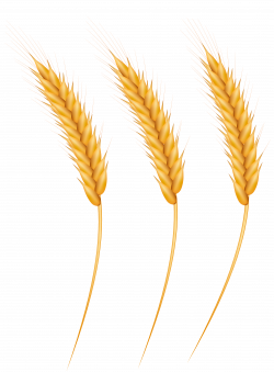 Wheat Grains PNG Clip Art Image | Gallery Yopriceville - High ...