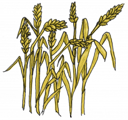 Free Cliparts Grains Foods, Download Free Clip Art, Free Clip Art on ...