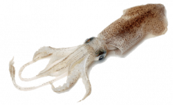 Squid transparent PNG - StickPNG