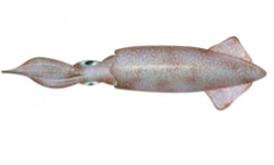 Doryteuthis opalescens - Wikipedia