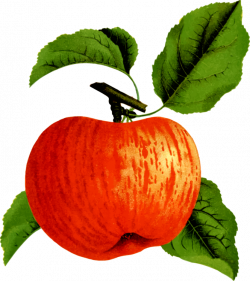 Apple Squash Food Orchard Calabaza free commercial clipart - Apple ...