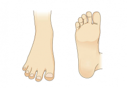 Foot vector in side view and bottom of foot. Illustration ...
