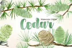 Cedar. Forest watercolor clipart. ~ Illustrations ~ Creative ...