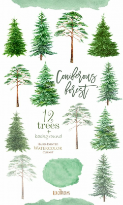 Watercolor Clipart Spruce, Pine, Conifer trees, Forest, wood ...