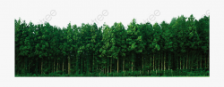 Forest Png Woods - Grove #1610892 - Free Cliparts on ClipartWiki