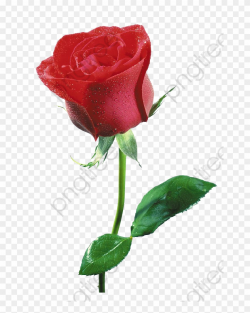 Free Flowers Clipart Commercial Use - Flor Imagenes De Rosas ...