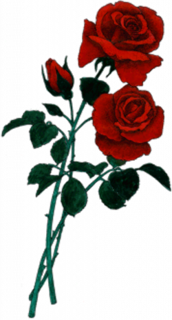 Free Rose Cliparts, Download Free Clip Art, Free Clip Art on Clipart ...