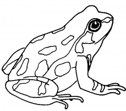 Frog clipart clipart cliparts for you - Cliparting.com