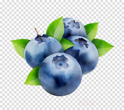 Fruit Tree clipart - Blueberry, Fruit, Plant, transparent ...