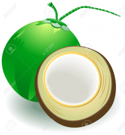 Coconut clipart Elegant Coconut clipart coconut fruit Pencil ...