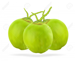 Coconut fruit clipart 1 » Clipart Station