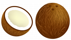 Coconut PNG Vector Clipart Image | Gallery Yopriceville ...