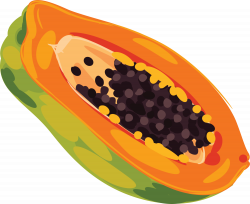 Fruits clipart papaya, Fruits papaya Transparent FREE for ...