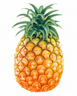 Pineapple Clipart Black And White Free Clipart - Pineapple ...