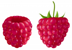 Transparent Raspberry PNG Clipart Picture | Gallery ...