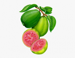 Fruit And Veg, Fruits And Vegetables, Garden Labels, - Guava ...