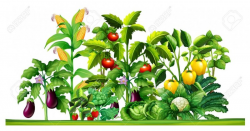 Clipart of Vegetable Garden – 101 Clip Art – garden clipart