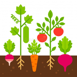 Vegetable Garden Illustration Stock Vector Illustration Of ...