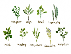 Herbs clipart, watercolor herbs clipart, watercolor ...