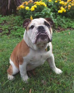 What is a Hoya? - Georgetown University Athletics