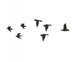 gif gifs Black and White birds black and white gif ...