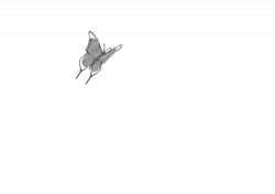 Butterfly Flying GIF - Find & Share on GIPHY