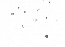 Petals Sticker for iOS & Android | GIPHY