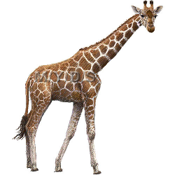 Giraffe clip art free clipart images 7 - WikiClipArt
