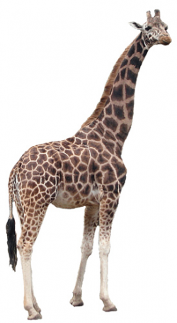 Free Real Cliparts, Download Free Clip Art, Free Clip Art on Clipart ...