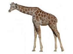 Giraffes Clip Art Pictures And Giraffe Images - Free Quality Clipart ...