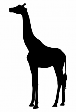 Silhouette West African Giraffe Northern Giraffe Mammal - Giraffe ...