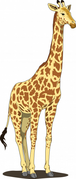 Giraffe PNG Transparent Images | PNG All