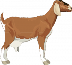 Free Goat Cliparts, Download Free Clip Art, Free Clip Art on Clipart ...