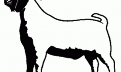 Boer Goat Silhouette | Clipart Panda - Free Clipart Images