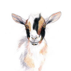 Nigerian Dwarf Goat, Wall Art Print, Goat Art, Goat Drawing, Goat ...