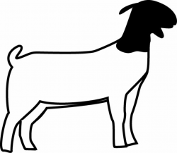 club show lambs clipart | Market Goat & Lamb Show Program | animals ...