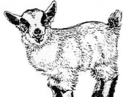 Free Pygmy Goat Cliparts, Download Free Clip Art, Free Clip Art on ...
