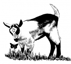 Free Pygmy Goat Cliparts, Download Free Clip Art, Free Clip Art on ...