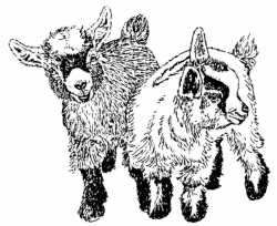 Free Pygmy Goat Cliparts, Download Free Clip Art, Free Clip Art on ...
