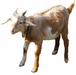 Goat clipart big goat, Goat big goat Transparent FREE for download ...