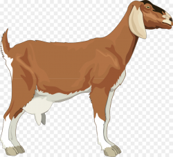 Boer Goat Wildlife png download - 900*819 - Free Transparent Boer ...