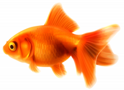 Goldfish PNG Clipart - Best WEB Clipart